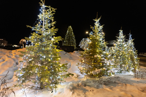 Lake Placid Christmas Trees