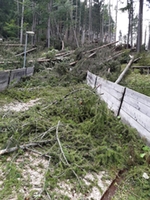 Deutschnofen Windwurf 2 Deutschnofen Windwurf 2